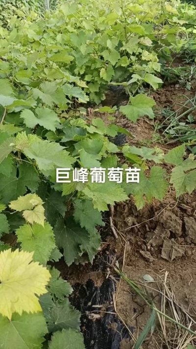 巨峰葡萄苗。一年扦插苗。需要联系。苗圃基地直销！需要联系18534302961