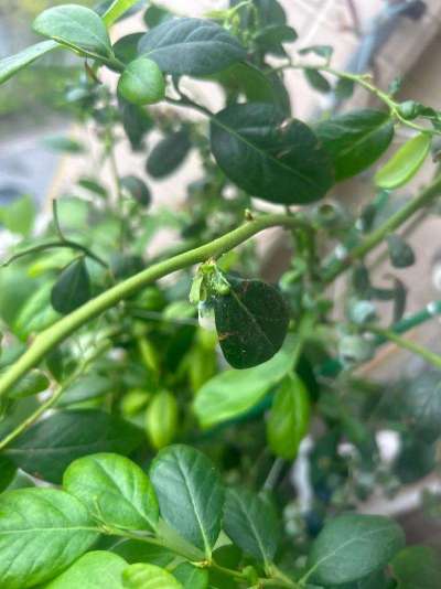 蓝莓白粉虱：从识别到防治的全指南