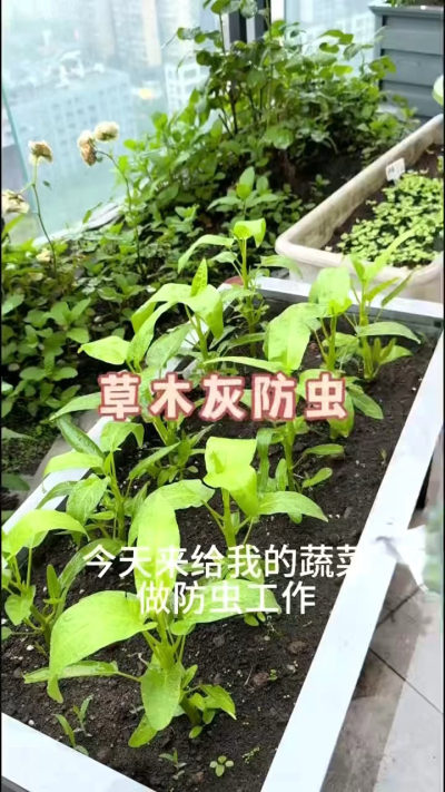 草木灰防虫，防根腐病