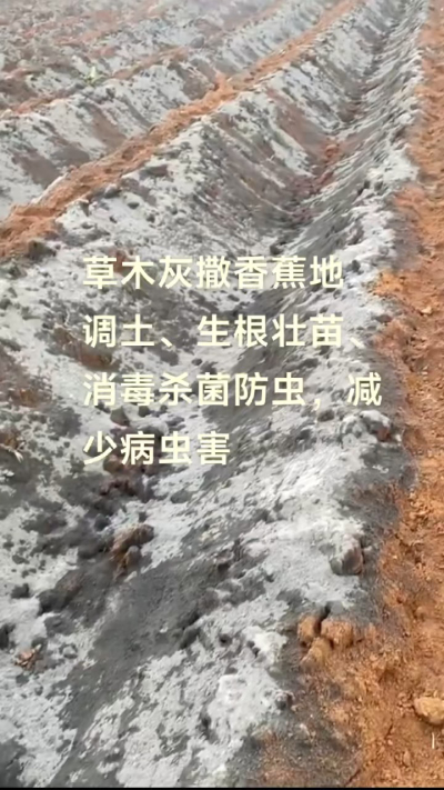 [太阳]纯植物草木灰源头厂家，草木灰广泛适用于各类农作物，是性价比很高的有机肥