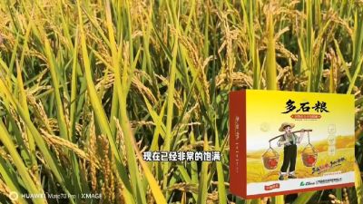 多石粮-谷物小分子有机酸，田间表现。
剑叶挺拔，灌浆饱，千粒重，上粮快。