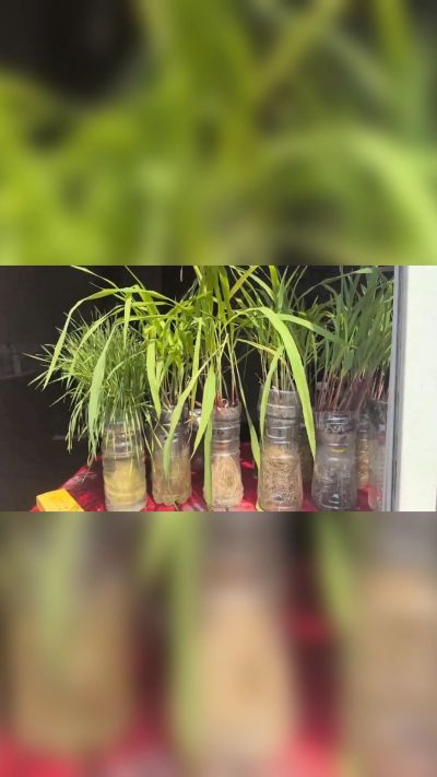 微生物菌剂，出厂前每克添加5亿微生物。最新实验生根育苗，保证不烧苗，促进毛细根增长，抑制病虫害，疏松土壤，保水保肥。近期需要用肥的老板提前联系，19331068337微信同步。