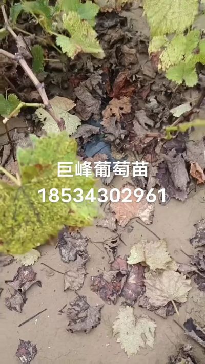 巨峰葡萄苗，一年扦插苗，苗圃基地直销！需要联系18534302961