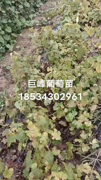 出售早熟巨峰葡萄苗。药用连翘苗，科研五号优质种苗，2/5年苗，药用连翘树，挂果树，全国包邮到家！财富密码18534302961