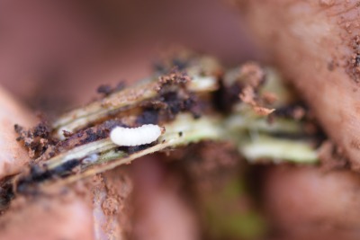 冬季甘薯采收后的田间管理&mdash;&mdash;清洁田园与土壤消毒