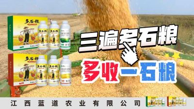 冬季种植，油菜，小麦，草莓等作物的，出现了除草剂药害，黄叶，僵苗，苗不长等问题，马上用多石粮，确保5天见到效果。