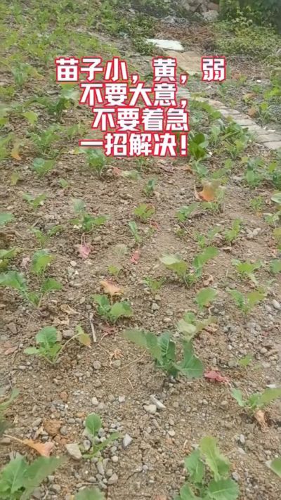 油菜苗子弱苗子小，就用多石粮，5天见效果。