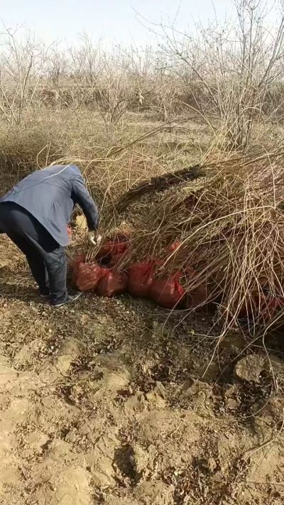 出售药用连翘苗，科研五号优质种苗，2/5年苗，药用连翘树，挂果树，全国包邮到家！财富密码18534302961出售药用连翘苗，科研五号优质种苗，2/5年苗，药用连翘树，挂果树，全国包邮到家！财富密码1
