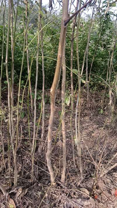 出售臭椿苗，巨峰葡萄苗。药用连翘苗，科研五号优质种苗，2/5年苗，药用连翘树，挂果树，全国包邮到家！财富密码18534302961