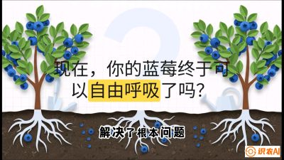 第3节：别把树&ldquo;憋死&rdquo;&mdash;&mdash;正确的定植与换盆手法,   课程：《蓝莓&ldquo;高产&rdquo;实战课：从选苗到丰收的10个关键点》