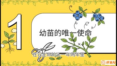 第6节：修剪决定产量（上）&mdash;&mdash;幼苗期与生长期修剪， 课程：《蓝莓&ldquo;高产&rdquo;实战课：从选苗到丰收的10个关键点》