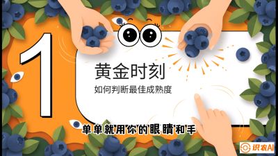 第10节：完美的&ldquo;果粉&rdquo;&mdash;&mdash;采摘时机与保鲜， 课程：《蓝莓&ldquo;高产&rdquo;实战课：从选苗到丰收的10个关键点》