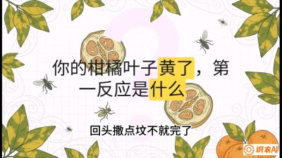 第一节：保命生死线&mdash;&mdash;黄龙病与木虱，课程：《柑橘十大病虫害：从入门到精通》