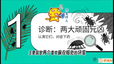 第06节：顽固虫害防治&mdash;&mdash;&ldquo;钻心虫与红蜘蛛，打准时间才服输&rdquo;《槟榔种植：从不懂到精通的10堂必修课》