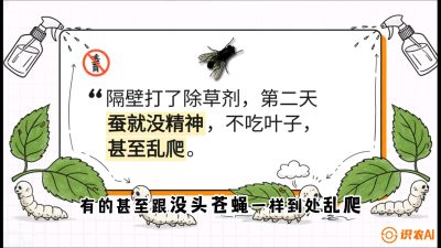 第05节：养蚕人的&ldquo;排雷战&rdquo;&mdash;&mdash;除草剂的生死禁忌，课程：《桑海淘金：桑树高产与蚕桑安全进阶实战课》