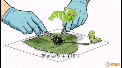 第07节：虫口夺叶（下）&mdash;&mdash;不得不打药时的&ldquo;解毒术&rdquo;，课程：《桑海淘金：桑树高产与蚕桑安全进阶实战课》