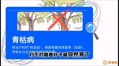 第08节：看不见的杀手&mdash;&mdash;青枯病与萎缩病，课程：《桑海淘金：桑树高产与蚕桑安全进阶实战课》