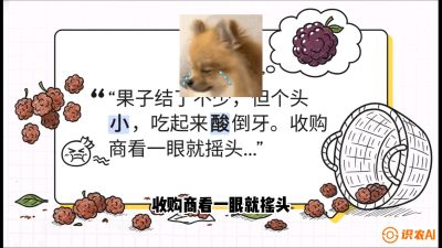 第10节：甜蜜的科学&mdash;&mdash;膨大、增甜与转色，课程：《桑海淘金：桑树高产与蚕桑安全进阶实战课》