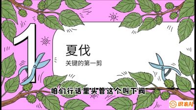 第11节：叶果双收&mdash;&mdash;特殊的夏伐与冬伐，课程：《桑海淘金：桑树高产与蚕桑安全进阶实战课》