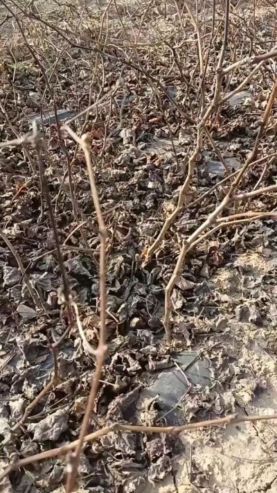 出售，巨峰葡萄苗。药用连翘苗，科研五号优质种苗，2/5年苗，药用连翘树，挂果树，全国包邮到家！财富密码18534302961