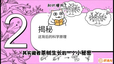 第04节（修剪篇）：树势复活术：从&ldquo;越剪越弱&rdquo;到&ldquo;枝繁叶茂&rdquo;的能量管理与夏秋茶逆袭，课程：《茶金时代：从&ldquo;看天吃饭&rdquo;到&ldquo;精准控局&rdquo;的茶叶高产提质实战课》