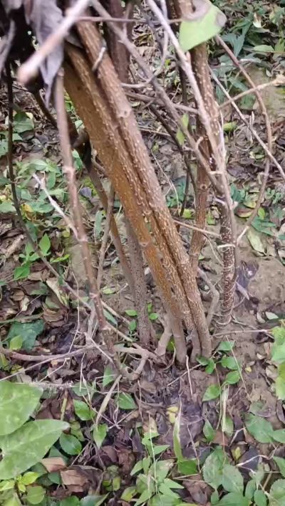 出售药用连翘苗，科研五号优质种苗，2/5年苗，药用连翘树，挂果树，全国包邮到家！财富密码18534302961出售药用连翘苗，科研五号优质种苗，2/5年苗，药用连翘树，挂果树，全国包邮到家！财富密码1