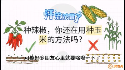 第1节：【品种定江山】工业辣椒vs小米辣：底肥公式与密度陷阱的&ldquo;百万生意经&rdquo;，课程：《辣椒种植实战特训营，从工业辣椒到精品小米辣，教你如何把&ldquo;草&rdquo;种成&ldquo;金&rdquo;》