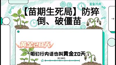 第2节：【苗期生死局】防猝倒、破僵苗，决定后期产量的&ldquo;黄金20天&rdquo;，课程：《辣椒种植实战特训营，从工业辣椒到精品小米辣，教你如何把&ldquo;草&rdquo;种成&ldquo;金&rdquo;》