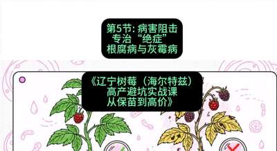 第五节： 病害阻击&mdash;&mdash;专治&ldquo;绝症&rdquo;根腐病与灰霉病，课程：《辽宁树莓（海尔特兹）高产避坑实战课：从保苗到高价》