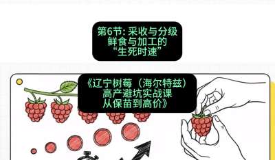 第六节： 采收与分级&mdash;&mdash;鲜食与加工的&ldquo;生死时速&rdquo;，课程：《辽宁树莓（海尔特兹）高产避坑实战课：从保苗到高价》