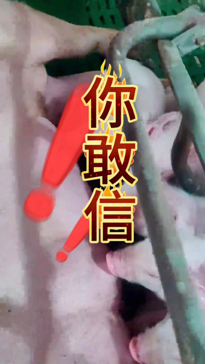 小猪抢不到奶，干瘦不长肉？成活率总上不去？😭
自从用上南商农科这款仔猪补奶机，再也没这烦恼！
✅ 一键设置下料参数，新手也能上手
✅ 恒温补奶，小猪抢着喝，长势超均匀
从车间精工组装到猪场落地使用，每