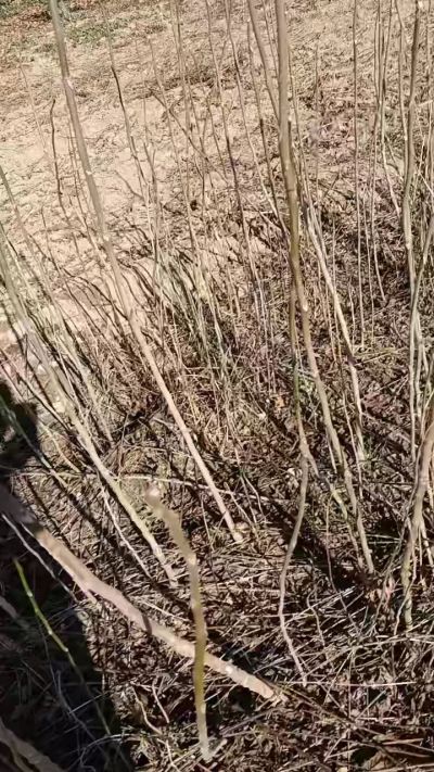 出售臭椿苗，巨峰葡萄苗。药用连翘苗，科研五号优质种苗，2/5年苗，药用连翘树，挂果树，全国包邮到家！财富密码18534302961