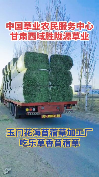 中国苜蓿草原产地批发苜蓿草 甘肃玉门胜陇源草业。18293765000