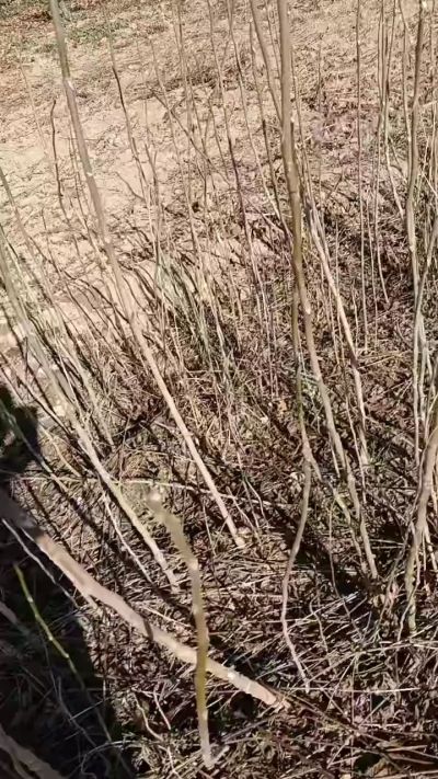 出售臭椿苗，巨峰葡萄苗。药用连翘苗，科研五号优质种苗，2/5年苗，药用连翘树，挂果树，全国包邮到家！财富密码18534302961