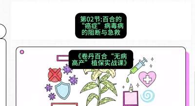 第02节：百合的&ldquo;癌症&rdquo;&mdash;&mdash;病毒病的阻断与急救，课程：《卷丹百合&ldquo;无病高产&rdquo;植保实战课》#识农AI