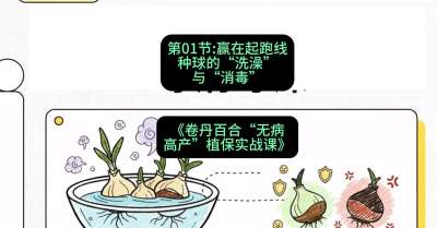 第01节：赢在起跑线&mdash;&mdash;种球的&ldquo;洗澡&rdquo;与&ldquo;消毒&rdquo;，课程：《卷丹百合&ldquo;无病高产&rdquo;植保实战课》#识农AI