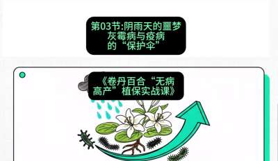 第03节：阴雨天的噩梦&mdash;&mdash;灰霉病与疫病的&ldquo;保护伞&rdquo;，课程：《卷丹百合&ldquo;无病高产&rdquo;植保实战课》#识农AI