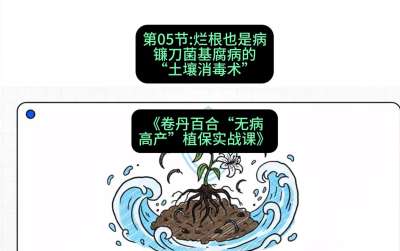 第05节：烂根也是病&mdash;&mdash;镰刀菌基腐病的&ldquo;土壤消毒术&rdquo; ，课程：《卷丹百合&ldquo;无病高产&rdquo;植保实战课》#识农AI