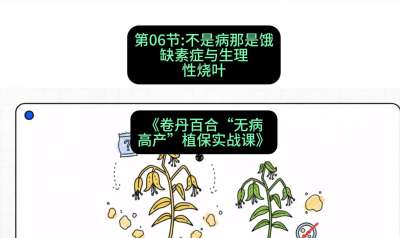 第06节：不是病那是饿&mdash;&mdash;缺素症与生理性烧叶 ，课程：《卷丹百合&ldquo;无病高产&rdquo;植保实战课》#识农AI