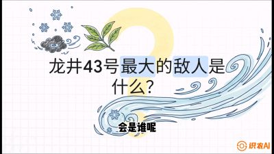 第04节：龙井双璧&mdash;&mdash;龙井43与群体种的差异化护养（重点），课程：《茗茶卫士&mdash;&mdash;茶叶病虫害绿色防控实战课》#识农AI