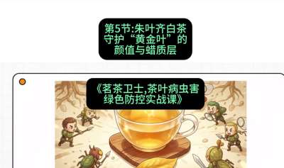 第05节：朱叶齐白茶&mdash;&mdash;守护&ldquo;黄金叶&rdquo;的颜值与蜡质层（重点），课程：《茗茶卫士&mdash;&mdash;茶叶病虫害绿色防控实战课》#识农AI