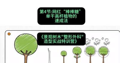 第04节：网红&ldquo;棒棒糖&rdquo;&mdash;&mdash;单干高杆植物的速成法，课程：《景观树木&ldquo;整形外科&rdquo;造型实战特训营》#识农AI
