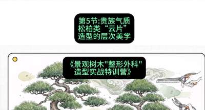 第05节：贵族气质&mdash;&mdash;松柏类&ldquo;云片&rdquo;造型的层次美学，课程：《景观树木&ldquo;整形外科&rdquo;造型实战特训营》#识农AI
