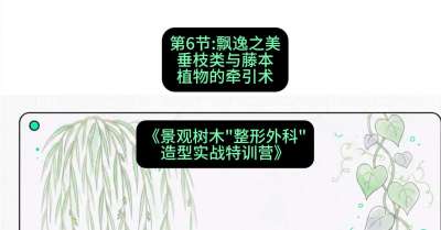 第06节：飘逸之美&mdash;&mdash;垂枝类与藤本植物的牵引术，课程：《景观树木&ldquo;整形外科&rdquo;造型实战特训营》#识农AI