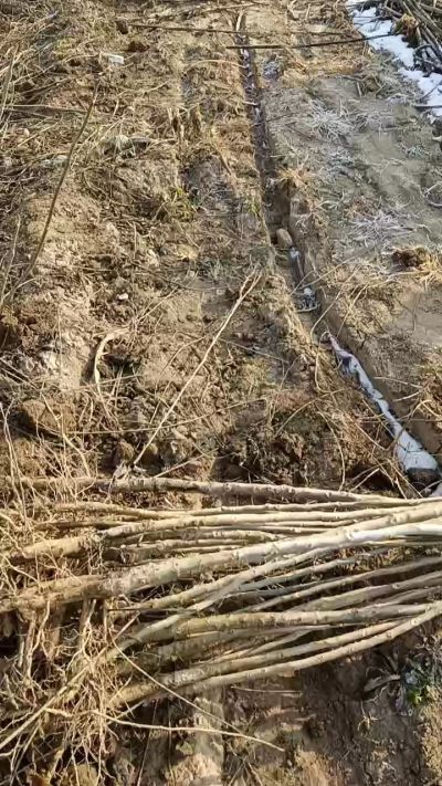 出售臭椿苗，巨峰葡萄苗。药用连翘苗，科研五号优质种苗，2/5年苗，药用连翘树，挂果树，全国包邮到家！财富密码18534302961