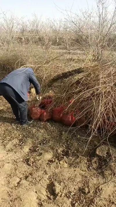 出售药用连翘苗，科研五号优质种苗，2/5年苗，药用连翘树，挂果树，全国包邮到家！财富密码18534302961出售药用连翘苗，科研五号优质种苗，2/5年苗，药用连翘树，挂果树，全国包邮到家！财富密码1