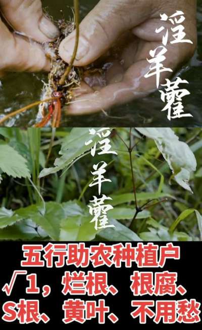 177，1907，0725，V 同号
1  老乡们！种淫羊藿不用乱买肥，咱这款专用肥，针对淫羊藿习性配的，壮苗防烂根，采收多卖钱，用过都回头！
2  咱种淫羊藿图的就是省心高产！专用肥薄肥勤施，苗不烧