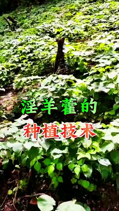 揭秘&ldquo;仙草&rdquo;淫羊藿的种植密码！耐严寒耐贫瘠，林下套种不占耕地，管理简单还能套种其他作物，一亩地的投入两亩地的收益～ 想返乡创业的赶紧码住！ #淫羊藿种植技术 #返乡创业项目 #药材种植指南 #农业新风