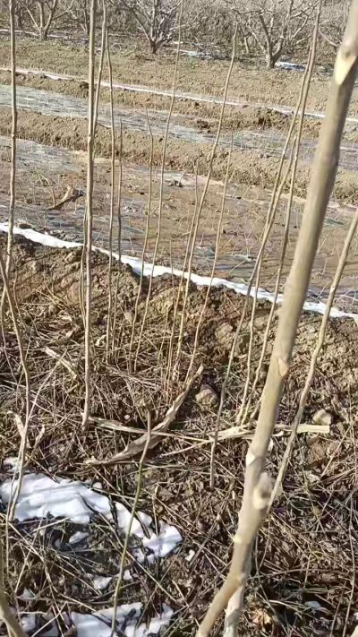 臭椿苗，一年苗，需要联系我，全国包邮到家。18534302961