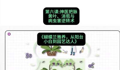 第六节：神医把脉：黄叶、消苞与病虫害逆转术，课程：《蝴蝶兰雅养六讲：从阳台小白到园艺达人》#识农AI